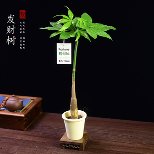 招财树盆景发财树盆栽办公室客厅茶几室内客厅四季好养活创意绿植