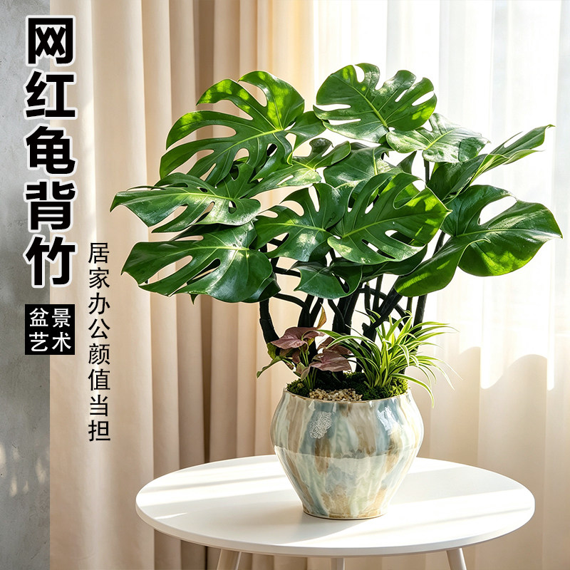 龟背竹造型盆栽绿植室内办公室植物四季常青耐阴四季常青乔迁送礼图片
