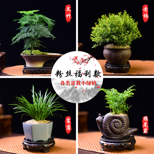【粉丝福利】文竹盆栽赤楠菖蒲绿植办公中式桌面植物创意盆景好养