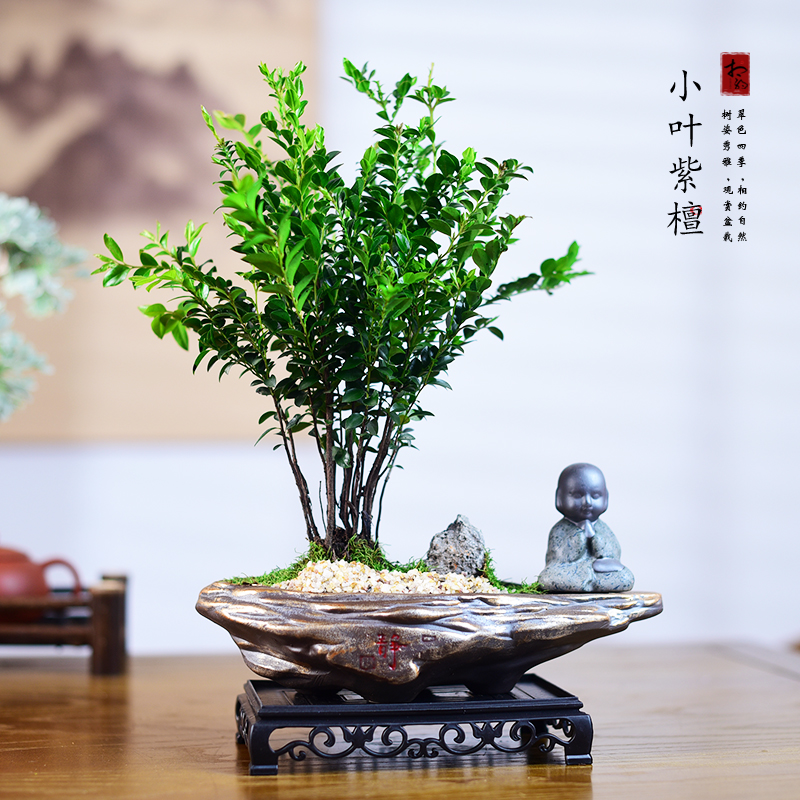 小叶紫檀盆栽黑骨茶室内绿植办公茶室中式禅意办公室盆景观赏植物