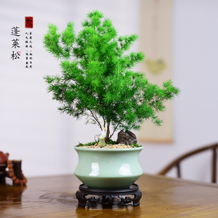 蓬莱松盆栽植物室内办公室花卉绿植招财好养活客厅迎客松盆景礼品