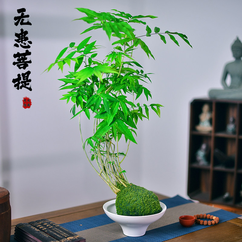 无患菩提绿植盆栽室内茶室办公客厅苔玉球懒人好养四季常青盆景