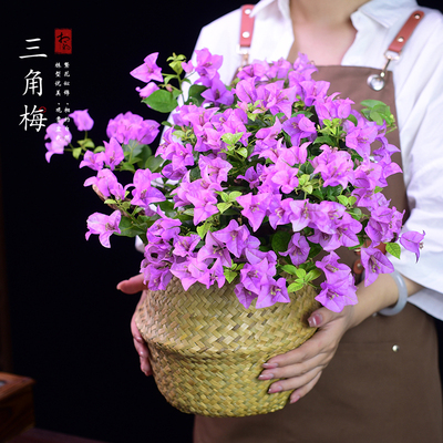 三角梅草本花卉客厅办公室书房