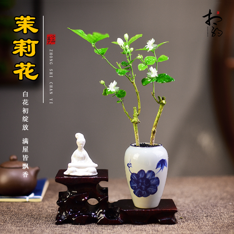茉莉木本花卉办公室客厅茶桌