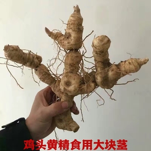 伏牛山新鲜鸡头黄精新鲜现挖老黄精5至8年黄精老虎姜泡酒九蒸九晒
