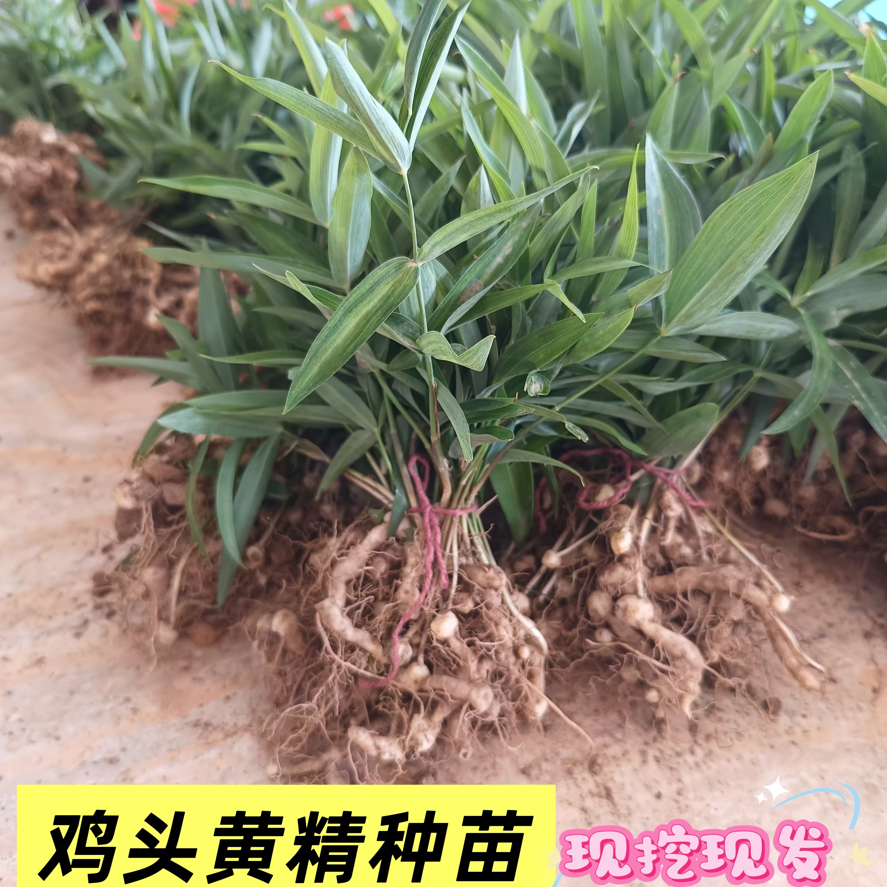 野生黄精种苗新鲜鸡头黄精带叶种植苗正品老虎姜种子滋补中药材苗