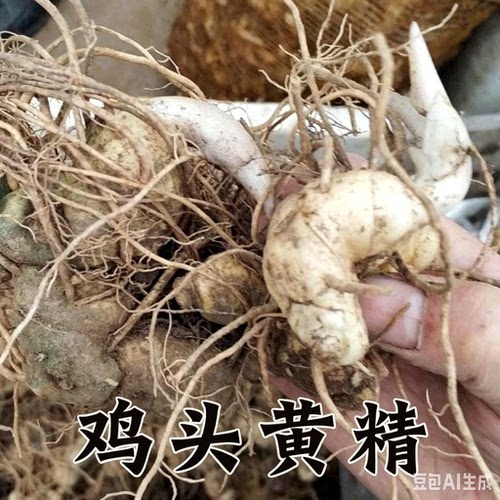 鸡头黄精芽头新鲜黄精块茎食用盆栽滋补药材泡酒九蒸九晒煲汤