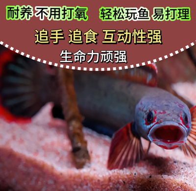 淘宝雷龙鱼直播选拍-一鱼一价