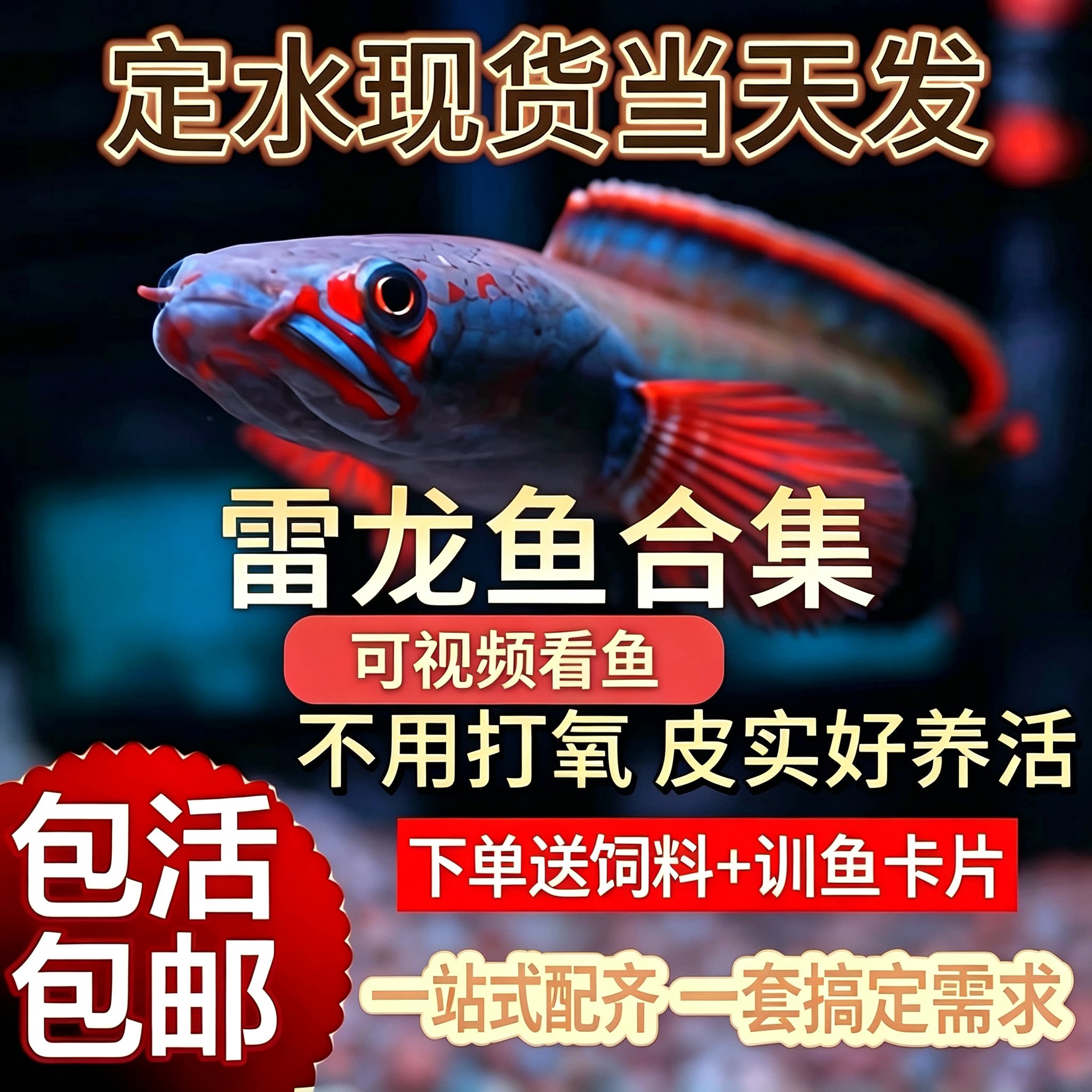 进口阿萨姆奶茶雷龙鱼酒红火背幻鱼