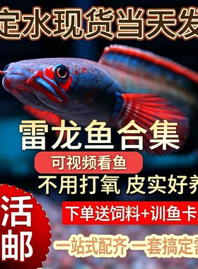 进口阿萨姆奶茶雷龙鱼酒红火背幻彩蓝宝石鬼王黄金眼镜雷龙观赏鱼