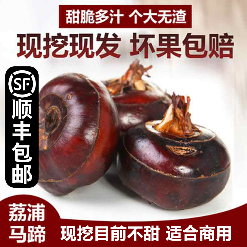 广西特产正宗包邮中大荔浦马蹄