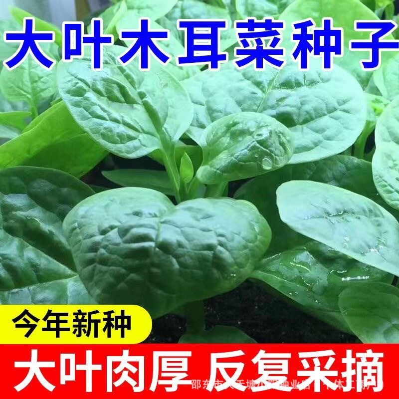 大叶木耳菜种子高钙肉厚四季种速生高产豆腐菜种农家田园蔬菜种子