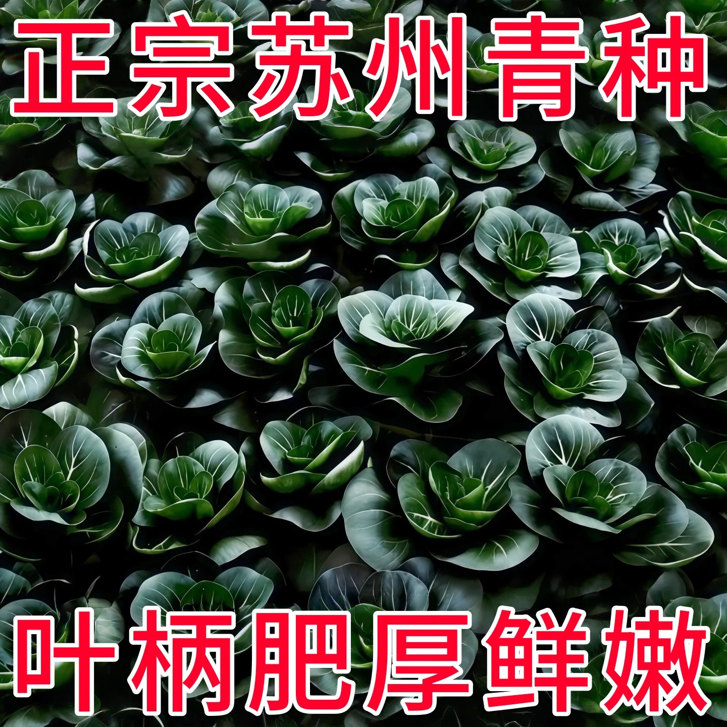 黑甜糯苏州青菜种子四倍体矮脚黑叶小青菜种籽高产抗病耐寒蔬菜种