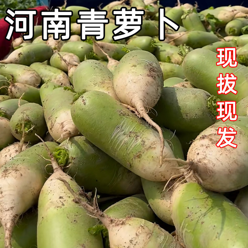 新鲜新鲜现挖青皮脆甜萝卜