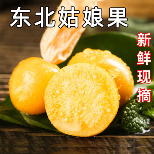 现摘东北姑娘果黄菇娘灯笼果