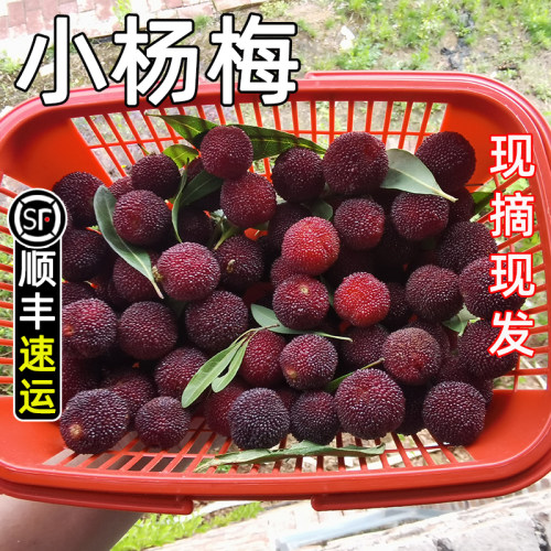 收藏下单 优先发货