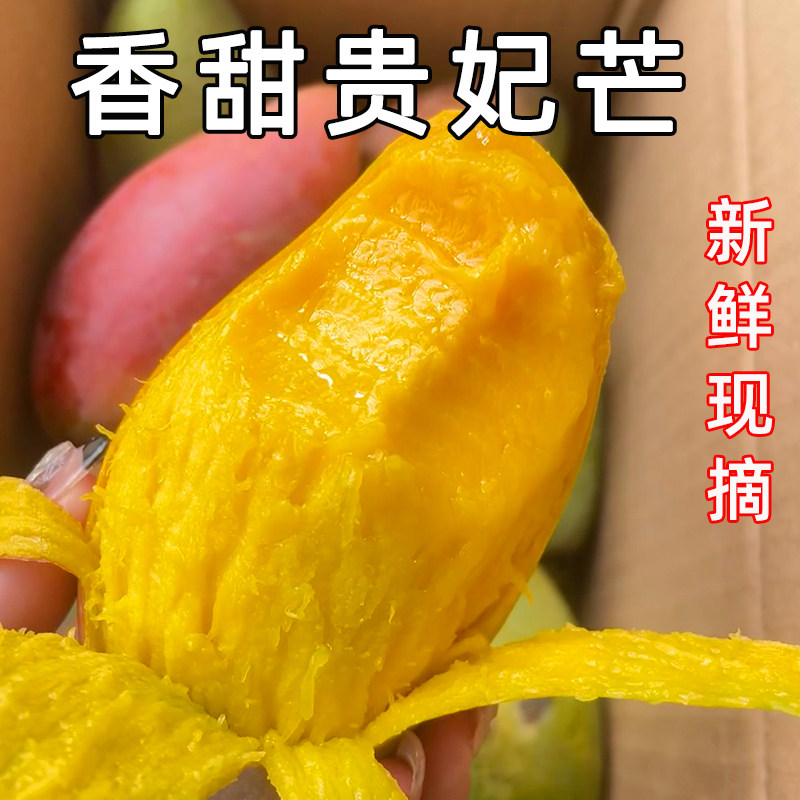 新鲜现摘贵妃芒果新鲜水果当季热带红金龙大果香甜现摘树上熟包邮