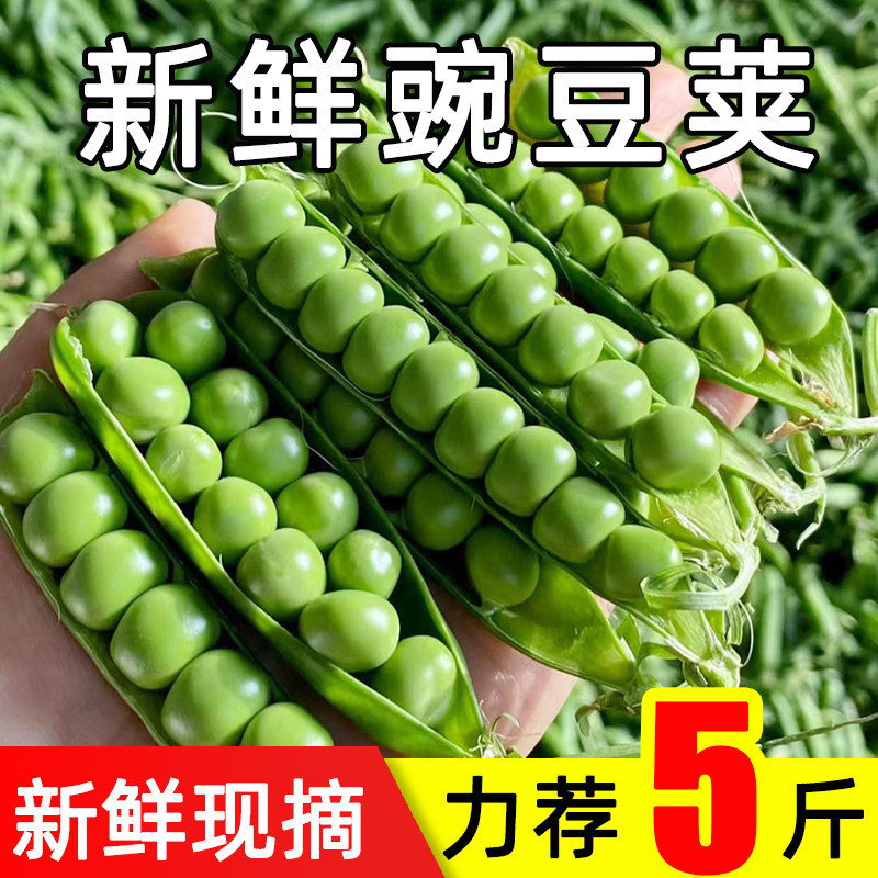 新鲜现摘带壳高山豌豆荚青豌豆角农家当季蔬菜露天甜豆角整箱包邮,水产肉类/新鲜蔬果/熟食,新鲜豆类,淘宝优惠券,粉丝福利购,淘宝优惠卷