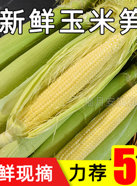 新鲜甜玉米笋现摘小玉米芯仔蔬菜迷你嫩水果玉米棒子包谷9斤整箱