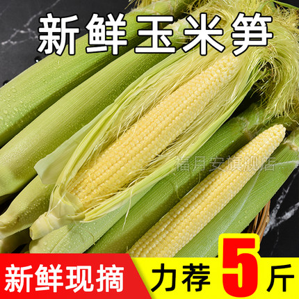 新鲜甜玉米笋现摘小玉米芯仔蔬菜迷你嫩水果玉米棒子包谷9斤整箱