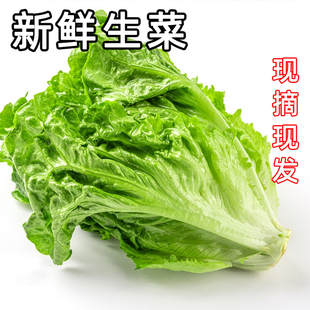 新鲜生菜现摘现发生吃青菜沙拉蔬菜火锅烤肉包菜奶油叶菜脆嫩生菜
