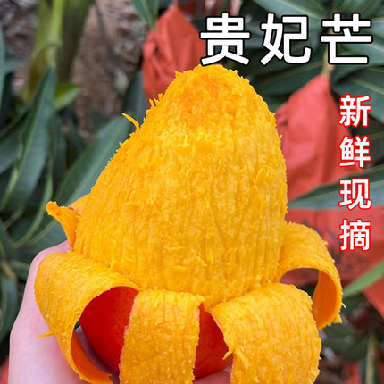 广西贵妃芒果新鲜水果9斤整箱当季热带红金龙大果爆甜树上熟包邮