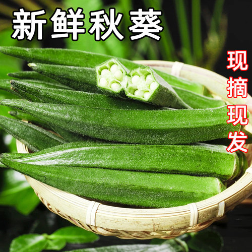 新鲜现摘嫩秋葵当季农家蔬菜