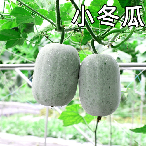 小冬瓜新鲜现摘迷你当季农家