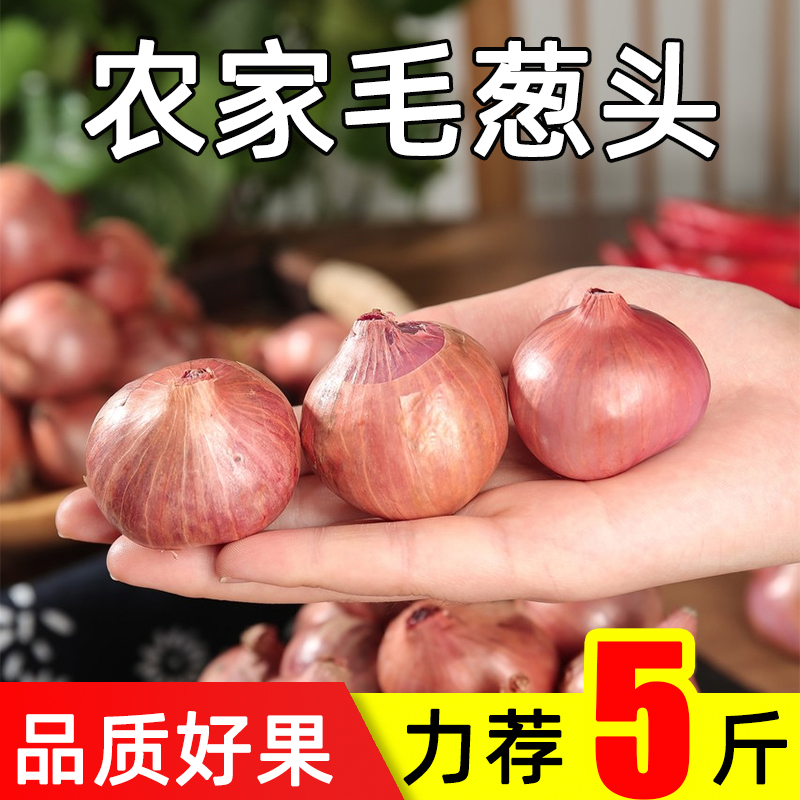 正宗东北毛葱头农家特产新鲜种籽栽小洋葱头迷你圆红葱头当季蔬菜