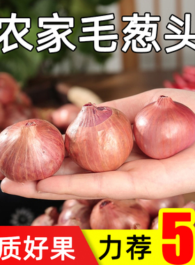 正宗东北毛葱头农家特产新鲜栽小洋葱头迷你圆红葱头当季蔬菜