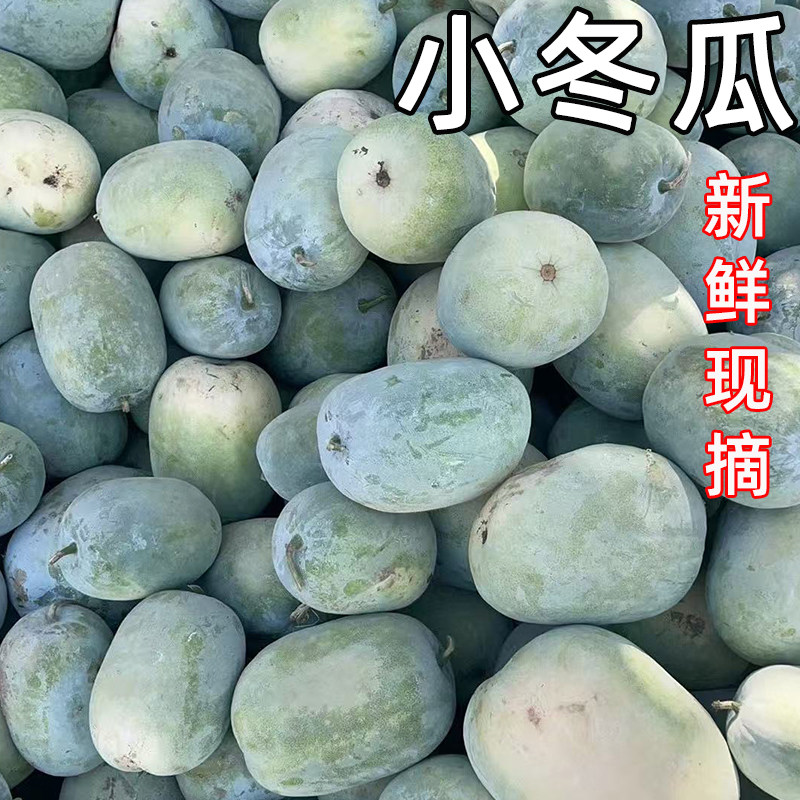 河南迷你小冬瓜新鲜现摘农家蔬菜挂霜冰川毛水果冬瓜青皮节东瓜
