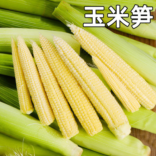 广西玉米笋新鲜现摘甜玉米芯带壳带须当季农家蔬菜玉米小棒子仔9