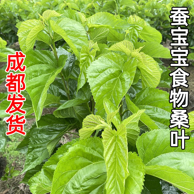 成都发货新鲜嫩桑叶养蚕饲料喂蚕宝宝食物绿色叶子小蚕大蚕桑叶