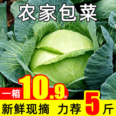 福月安新鲜包心菜新鲜现摘