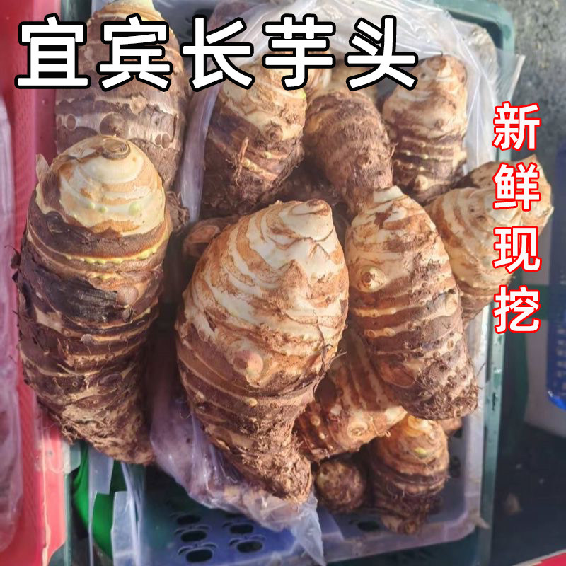 新鲜现挖长芋头大香芋头正宗四川农家自种粉糯香甜毛芋头当季蔬菜