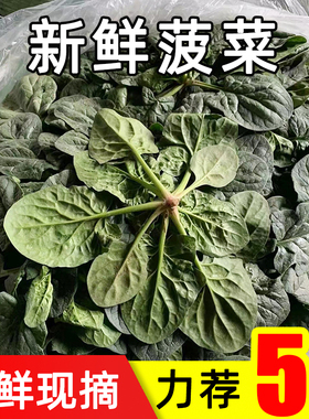 新鲜菠菜现摘趴地圆叶红根赤根波斯菜矮杆大叶蔬菜红嘴绿鹦哥菠菜