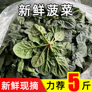新鲜菠菜现摘趴地圆叶红根赤根波斯菜矮杆大叶蔬菜红嘴绿鹦哥菠菜