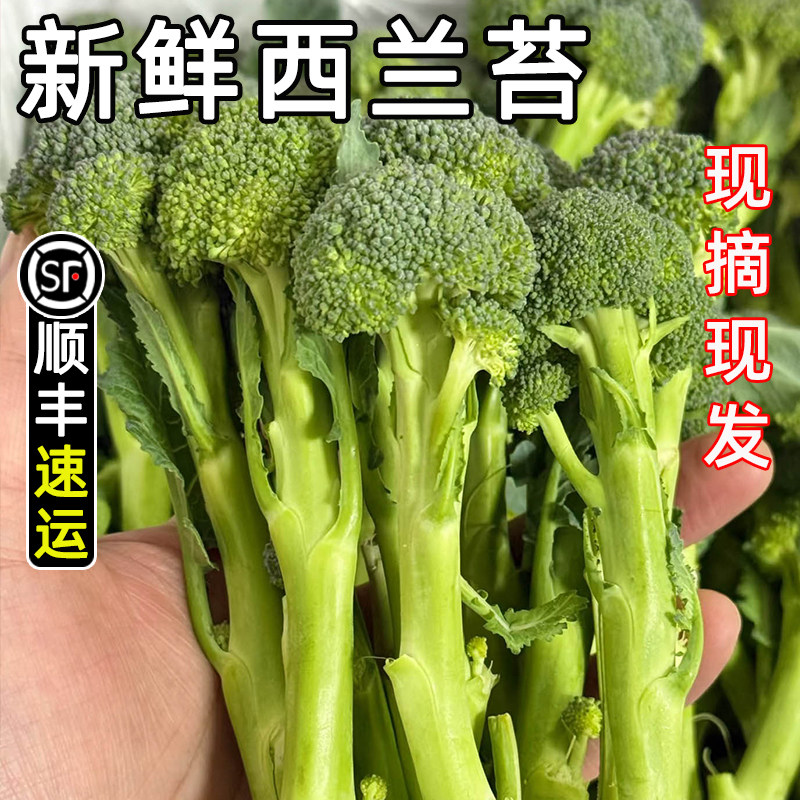 顺丰 新鲜现摘西兰苔甜杆芦笋西兰苔当季农家蔬菜西兰花长杆菜苔