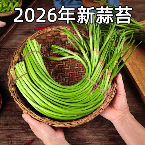 脆嫩爽口脆嫩短蒜苔福月安