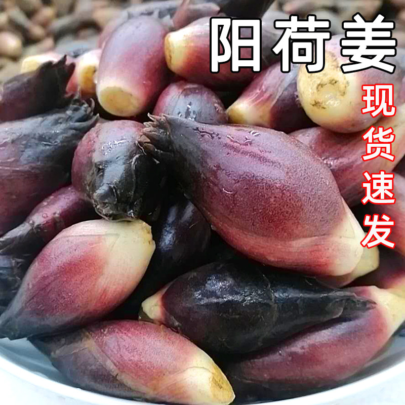 阳荷姜当季野生新鲜蘘荷姜笋洋荷姜洋河姜洋火现摘蔬菜3/5斤野菜