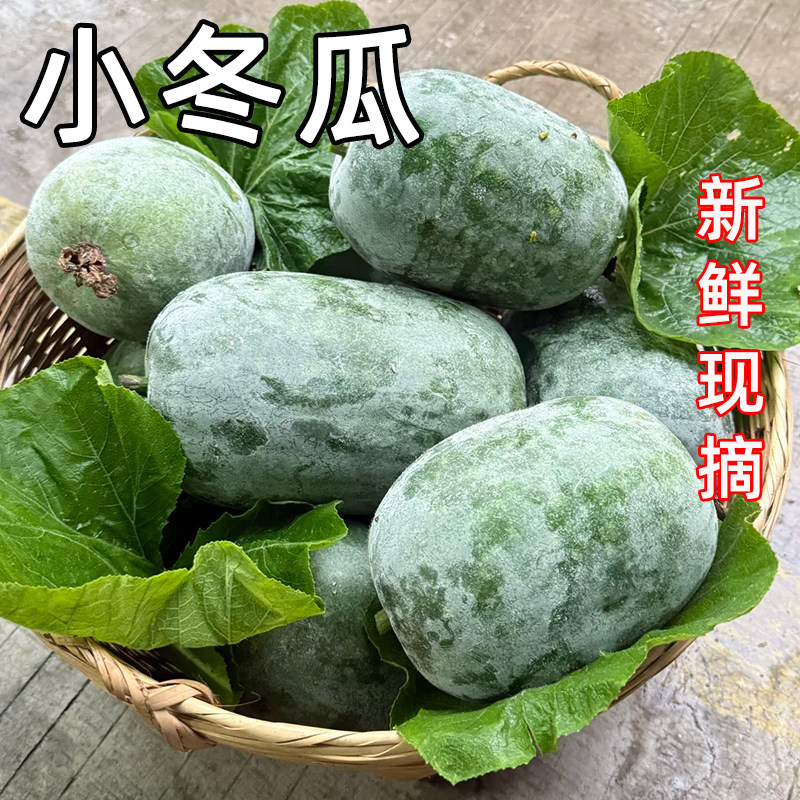 福月安迷你小冬瓜新鲜现摘