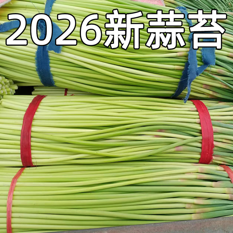 2026今年新蒜苔河南新鲜脆嫩短蒜苔红帽蒜薹嫩蒜苗当季蔬菜整箱