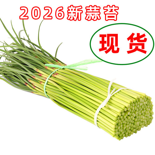 河南新鲜脆嫩短蒜苔红帽蒜薹