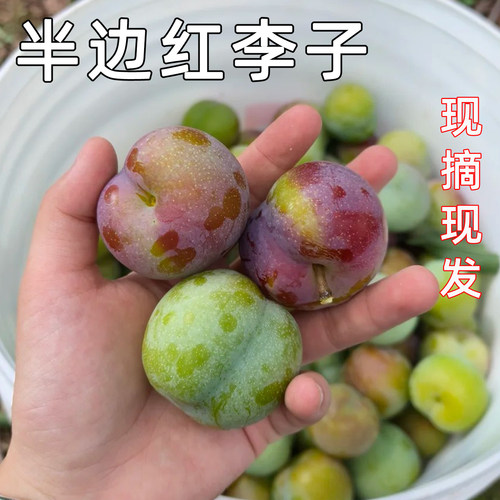 半边红现货宜宾茵红脱骨李子整箱应季新鲜现摘酸甜水果五月黄李子