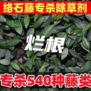 络石藤专用除草剂络石藤专杀除草剂藤类杂草专杀络石藤专用除草剂