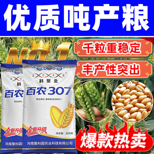 小麦种子原装正品百农307