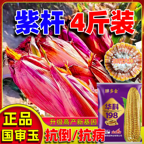四斤大棒装高产玉米种子