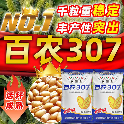 百农307百农307农科院育种小麦种