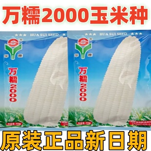 2025糯玉米种子中熟无秃尖籽粒皮薄冷却不返生白糯玉米种子万糯20