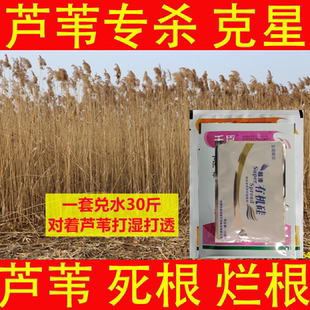 芦苇除草剂烂根芦苇专用除草剂芦苇除草剂芦苇除根药芦苇除草专用